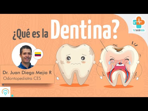 Cual es la importancia de la dentina?