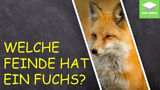 Lernvideo: Feinde und Gefahren des Fuchses - Sachunterricht HSU - Grundschule