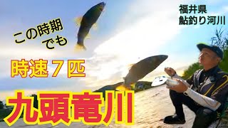 【九頭竜川 鮎釣り】友釣り やっぱりココはよく釣れる！