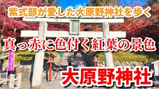 【京都紅葉】12月6日大原野神社 真っ赤に色付くもみじ 早く色付いたもみじ枯れ始める kyotojapan