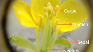 Let us study flowers of Brassica campestris(sarson)