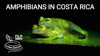 Amphibians in Costa Rica, colorful frogs and salamanders in the rainforest, Glass frog fight