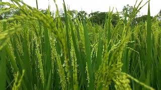 ধান । ধান ফুল (Paddy flower) । ধানের ফুলের সৌন্দর্য । গ্রামের প্রকৃতি । মনমুগ্ধকর ধান ক্ষেত