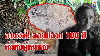 อาถรรพ์จอมปลวก 100 ปี ล้มทับร่างผู้เฒ่าดับคาที่ | ลุยชนข่าว | 24 ก.พ. 67