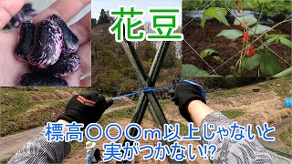 標高700ｍ以上で栽培しないと実がつかない!?　花豆の特性と支柱作り#GoPro