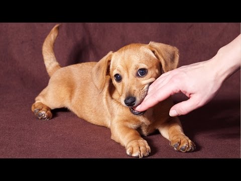 How To Stop a Puppy From Biting in 6 Easy Steps How To Stop a Puppy From Biting in 6 Easy Steps