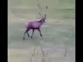 deer scores a goal in soccer