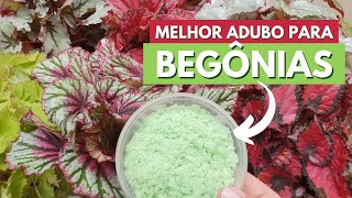 ADUBO PARA BEGÔNIAS REX BELEAF E BEGONIA MACULATA! DICAS DE ADUBAÇÃO! CANAL MEU QUINTAL