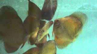 M4H06155.MP4