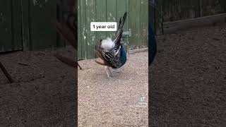 How grow Peacock baby’s in usa beautiful baby’s #like #trending #viral