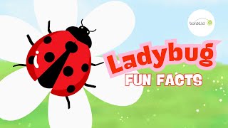 🐞 Fun Facts About Ladybugs! | Amazing Bug Facts for Kids | Educational Learning Video for Kids