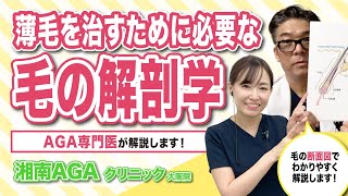 【AGA・薄毛の豆知識】毛の解剖学から見るAGA ・薄毛を専門医が解説！