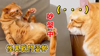 橘貓吵架腿開開😹超怪異姿勢貓弟看傻眼｜寵物動物｜貓咪｜精選影片