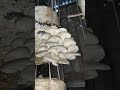 growing oyster mushroom mushroom oystermushroom মাশরুম