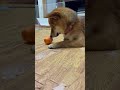 【豆柴】卵 おもちゃ を急に守り出す紅 shibainu 柴犬 犬 豆柴 多頭飼い かわいい犬 おもちゃ shorts