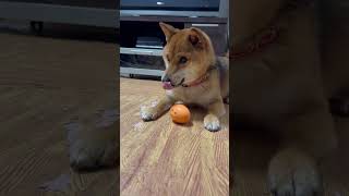 【豆柴】卵(おもちゃ)を急に守り出す紅 #shibainu #柴犬 #犬 #豆柴 #多頭飼い #かわいい犬 #おもちゃ #shorts