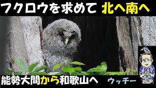 フクロウ、Ural Owl を求めて、豊能郡、三田、和歌山紀ノ川へ。ついに発見！かわいい,ふわふわ綿毛の雛、精悍な親、大満足！うっちー探検発見ほっとけん、 野鳥観察