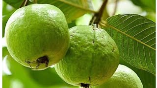 Guava Fruit Benefits in Telugu | జామకాయ గురించి ఒక విషయం తెలిస్తే ఇప్పుడే కొని తింటారు