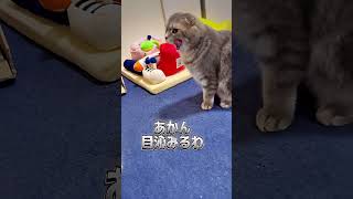 おけちゅムズムズの子猫とまんぼうのやり取りがおもろ可愛い🤣🩷【関西弁猫】#shorts #shortvideo #subscribe #cat #アフレコ #pets #猫 #子猫 #cute