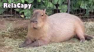 おやすみ前のカピちゃん　カピバラ劇場　Look at the capybaras before going to bed