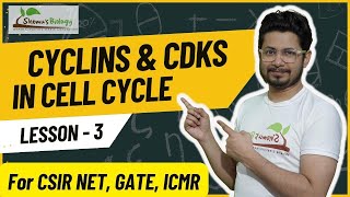 Cyclins and cyclin dependent kinases cdks | Cyclins and cdks in cell cycle