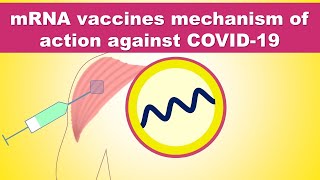 How mRNA Vaccines works against COVID-19 - Moderna / Pfizer