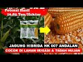 JAGUNG NK 007 ANDALAN | KEUNGGULAN JAGUNG NK 007 ANDALAN| BENIH JAGUNG HIBRIDA UNGULAN TERBAIK 2022