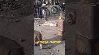amazing monkey 🐒🐒#trending #viral #shortsvideo#subscribe #shorts#farmer #subscribe#support #animals