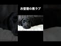 お昼寝タイムの黒ラブラドール shorts 犬