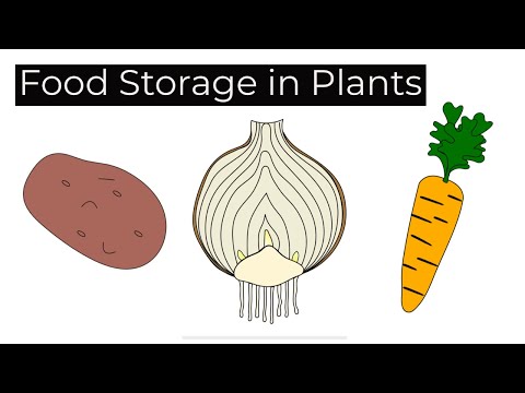 What is the most common food storage compound in plants?