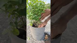 How to Grow Jasmine #shorts