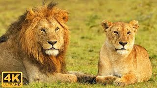 Wildlife Secrets 4K | African Wildlife - Great Migration, Serengeti National Park to the Maasai Mara