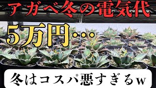 アガベの冬の管理で電気代が5万円を超すw