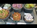 해림다육농원 특가 12개 한세트가 넘 이뻐요 feat.택배가능 succulents