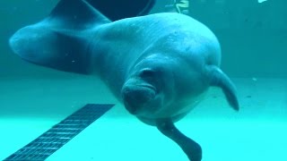 驚愕：マナティのもぐもぐタイム（沖縄美ら海水族館マナティ館）2014-12-22