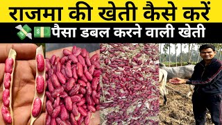 राजमा की खेती से प्रति एकड़ लाखों रुपए कमाए अब | Rajma ki kheti kaise karen | Rajma Farming in Hindi