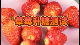 低碳生酮减肥可以吃草莓吗？lowcarb keto diet glucose test - strawberry