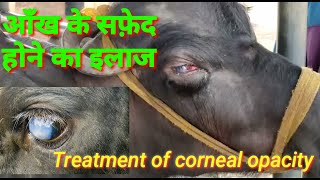 Pashu ki aankh ka safed hona treatment of corneal opacity in buffalo clouidiness of eye in cattle