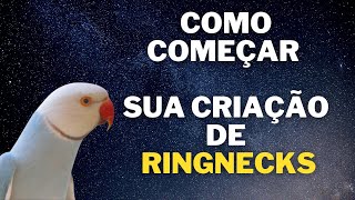 RINGNECKS - DICAS PARA INICIAR SEU CRIADOURO