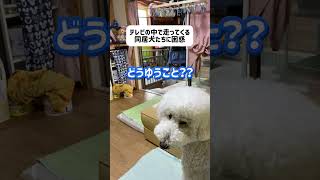 【テレビに出たときの話】#過去動画 #愛犬#犬のいる暮らし #プードル