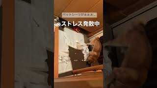 とある雷の日の柴犬 #shorts  #柴犬