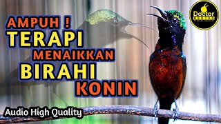 TERAPI MENAIKKAN BIRAHI KONIN AGAR CEPAT NGOBRA GACOR FULL ISIAN SANGAT AMPUH BUAT KOLIBRI BAHAN