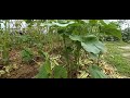 pruning okra for abundant harvest with just a few plants.