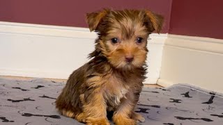 Chocolate Yorkie Male So Rare! Wow!Ready Now !! 4-sale Marietta, GA Tcupsandtoypups.com 770-527-7295