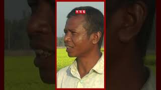 কুড়িগ্রামে বাড়ছে সরিষার আবাদ #Mustardcultivation #kurigram #technology #shorts #somoytv