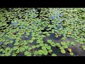 ドローン　空撮　黒沢湿原（くろぞう湿原）　徳島県三好市池田町漆川