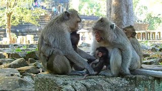 Oh No Don't Touch My Baby lol | The Moment That Change Mother Monkey's Face | Best Clip Baby Monkey