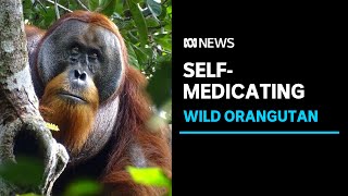 Sumatran Orangutan found treating wound with medicinal plant | ABC News