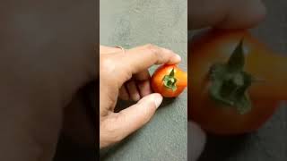 Gajab ki Tomato 🍅