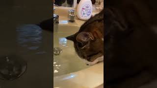 【腎臓病末期の猫】水飲みタイム